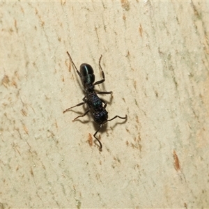 Rhytidoponera sp. (genus) at Macgregor, ACT - 24 Jan 2025 10:19 AM