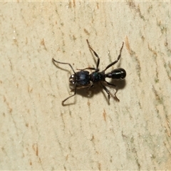 Rhytidoponera sp. (genus) at Macgregor, ACT - 24 Jan 2025 10:19 AM