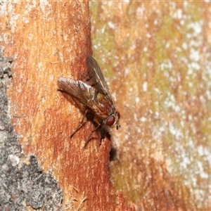 Unidentified Bristle Fly (Tachinidae) at Macgregor, ACT by AlisonMilton