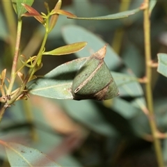 Unidentified Other hunting spider at Macgregor, ACT - 23 Jan 2025 by AlisonMilton