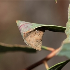 Thomisidae (family) at Macgregor, ACT - 24 Jan 2025 10:17 AM