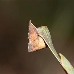 Thomisidae (family) at Macgregor, ACT - 24 Jan 2025 10:17 AM