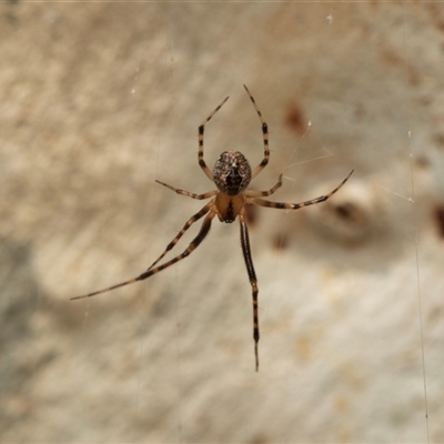 Cryptachaea veruculata (Diamondback comb-footed spider) at Macgregor, ACT - 23 Jan 2025 by AlisonMilton