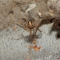 Cryptachaea veruculata at Macgregor, ACT - 24 Jan 2025 10:11 AM