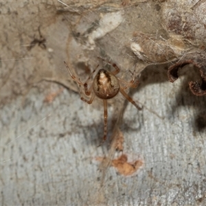 Cryptachaea veruculata at Macgregor, ACT - 24 Jan 2025 10:11 AM