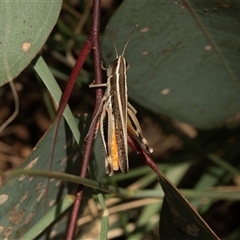 Macrotona australis (Common Macrotona Grasshopper) at Macgregor, ACT - 23 Jan 2025 by AlisonMilton