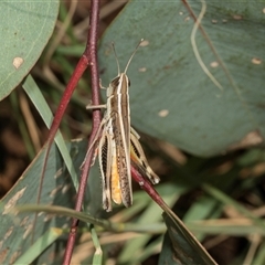 Macrotona australis at Macgregor, ACT - 24 Jan 2025 10:39 AM