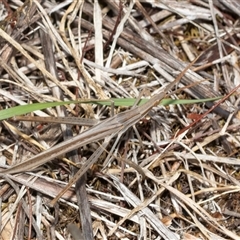 Acrida conica (Giant green slantface) at Macgregor, ACT - 23 Jan 2025 by AlisonMilton