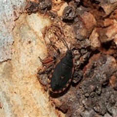 Diemenia rubromarginata (Pink-margined bug) at Macgregor, ACT - 24 Jan 2025 by AlisonMilton