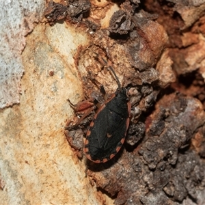 Diemenia rubromarginata (Pink-margined bug) at Macgregor, ACT by AlisonMilton