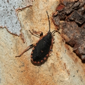 Diemenia rubromarginata at Macgregor, ACT - 24 Jan 2025 09:42 AM