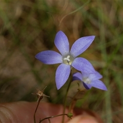 Wahlenbergia sp. (Bluebell) at Macgregor, ACT - 24 Jan 2025 by AlisonMilton