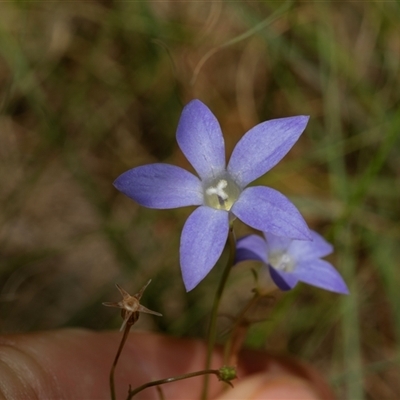 Wahlenbergia sp. (Bluebell) at Macgregor, ACT - 24 Jan 2025 by AlisonMilton