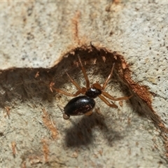 Euryopis umbilicata (Striped tick spider) at Macgregor, ACT - 23 Jan 2025 by AlisonMilton