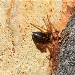 Euryopis umbilicata at Macgregor, ACT - 24 Jan 2025 09:42 AM