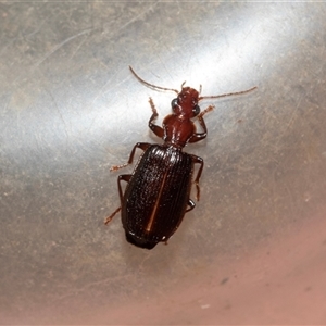 Demetrida suturata (Arboreal carab beetle) at Macgregor, ACT by AlisonMilton