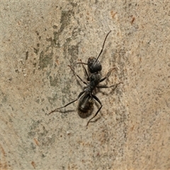 Camponotus aeneopilosus (A Golden-tailed sugar ant) at Macgregor, ACT - 23 Jan 2025 by AlisonMilton