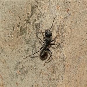 Camponotus aeneopilosus (A Golden-tailed sugar ant) at Macgregor, ACT by AlisonMilton