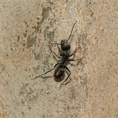 Camponotus aeneopilosus (A Golden-tailed sugar ant) at Macgregor, ACT - 24 Jan 2025 by AlisonMilton