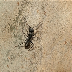 Camponotus aeneopilosus at Macgregor, ACT - 24 Jan 2025 09:47 AM