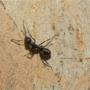 Camponotus aeneopilosus at Macgregor, ACT - 24 Jan 2025 09:47 AM