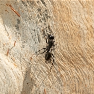 Camponotus aeneopilosus at Macgregor, ACT - 24 Jan 2025 09:47 AM