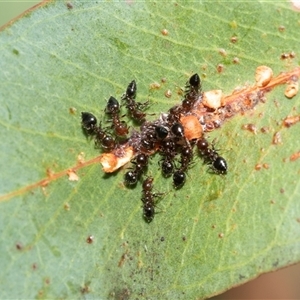 Crematogaster sp. (genus) (Acrobat ant, Cocktail ant) at Macgregor, ACT by AlisonMilton