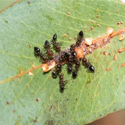 Crematogaster sp. (genus) (Acrobat ant, Cocktail ant) at Macgregor, ACT - 23 Jan 2025 by AlisonMilton