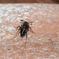 Rhytidoponera sp. (genus) (Rhytidoponera ant) at Macgregor, ACT - 24 Jan 2025 by AlisonMilton