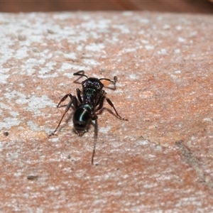 Rhytidoponera sp. (genus) (Rhytidoponera ant) at Macgregor, ACT by AlisonMilton