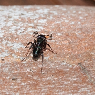 Rhytidoponera sp. (genus) (Rhytidoponera ant) at Macgregor, ACT - 24 Jan 2025 by AlisonMilton