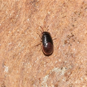 Geocoris sp. (genus) (A big-eyed bug) at Macgregor, ACT by AlisonMilton