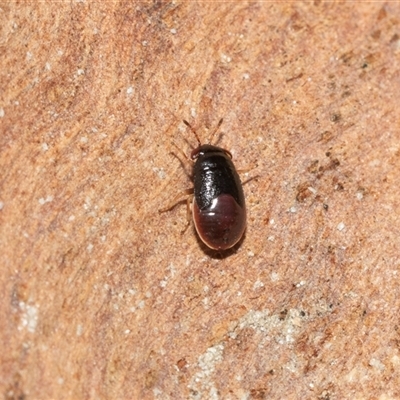 Geocoris sp. (genus) (A big-eyed bug) at Macgregor, ACT - 23 Jan 2025 by AlisonMilton