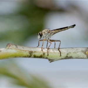 Cerdistus sp. (genus) (Slender Robber Fly) at Macgregor, ACT by AlisonMilton