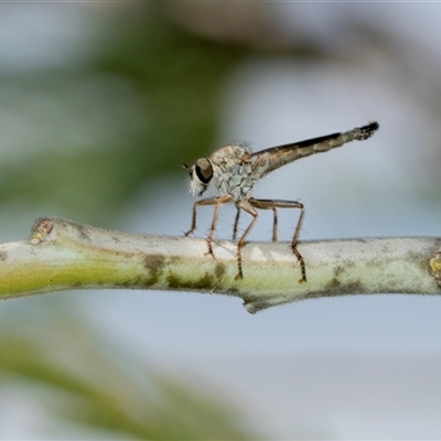 Cerdistus sp. (genus) (Slender Robber Fly) at Macgregor, ACT - 24 Jan 2025 by AlisonMilton