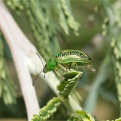 Calomela vittata (Acacia leaf beetle) at Macgregor, ACT - 24 Jan 2025 by AlisonMilton