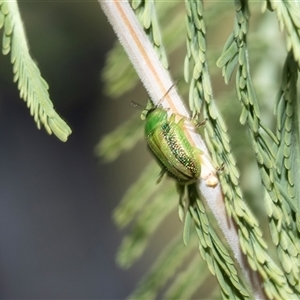 Calomela vittata at Macgregor, ACT - 24 Jan 2025 11:51 AM