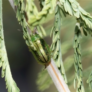 Calomela vittata at Macgregor, ACT - 24 Jan 2025 11:51 AM