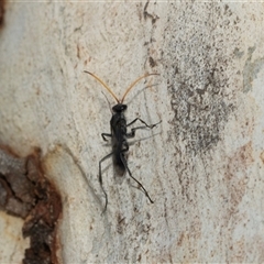 Pompilidae (family) (Unidentified Spider wasp) at Macgregor, ACT - 23 Jan 2025 by AlisonMilton