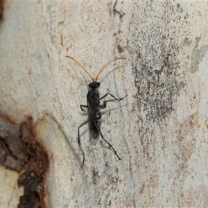 Pompilidae (family) (Unidentified Spider wasp) at Macgregor, ACT by AlisonMilton