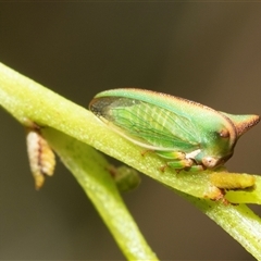 Sextius virescens (Acacia horned treehopper) at Macgregor, ACT - 24 Jan 2025 by AlisonMilton