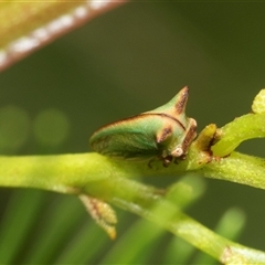 Sextius virescens at Macgregor, ACT - 24 Jan 2025 10:30 AM