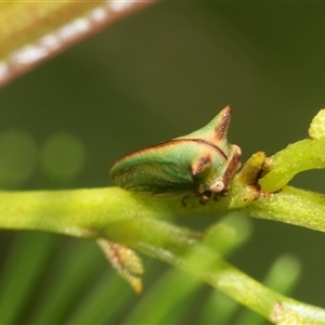 Sextius virescens at Macgregor, ACT - 24 Jan 2025 10:30 AM