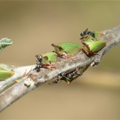 Sextius virescens (Acacia horned treehopper) at Macgregor, ACT - 24 Jan 2025 by AlisonMilton