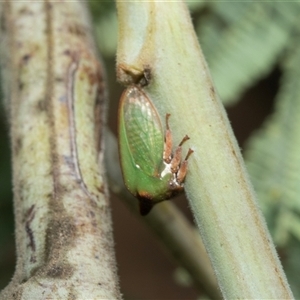 Sextius virescens (Acacia horned treehopper) at Macgregor, ACT by AlisonMilton