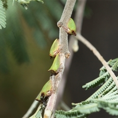 Sextius virescens (Acacia horned treehopper) at Macgregor, ACT - 24 Jan 2025 by AlisonMilton