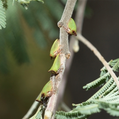 Sextius virescens (Acacia horned treehopper) at Macgregor, ACT - 24 Jan 2025 by AlisonMilton