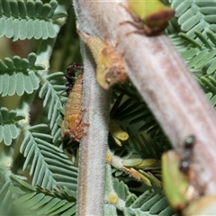 Sextius virescens at Macgregor, ACT - 24 Jan 2025 11:17 AM