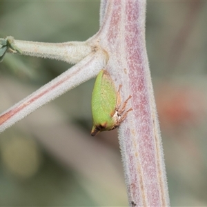 Sextius virescens at Macgregor, ACT - 24 Jan 2025 11:17 AM