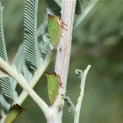 Sextius virescens at Macgregor, ACT - 24 Jan 2025 11:17 AM